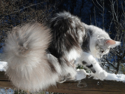 Silver Maine Coon